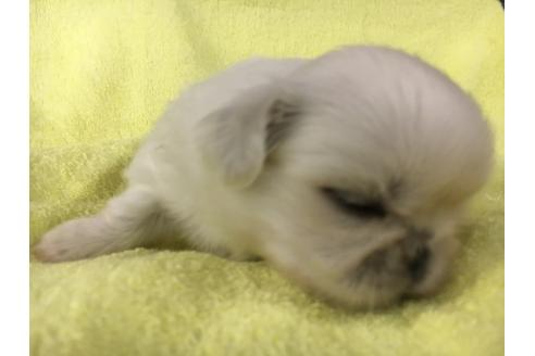 成約済の愛知県のペキニーズ-21769の3枚目